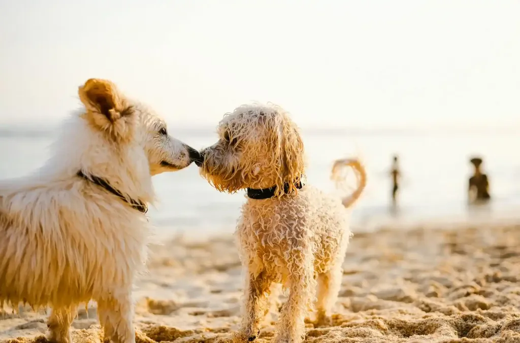 	Dog Friendly Beaches	