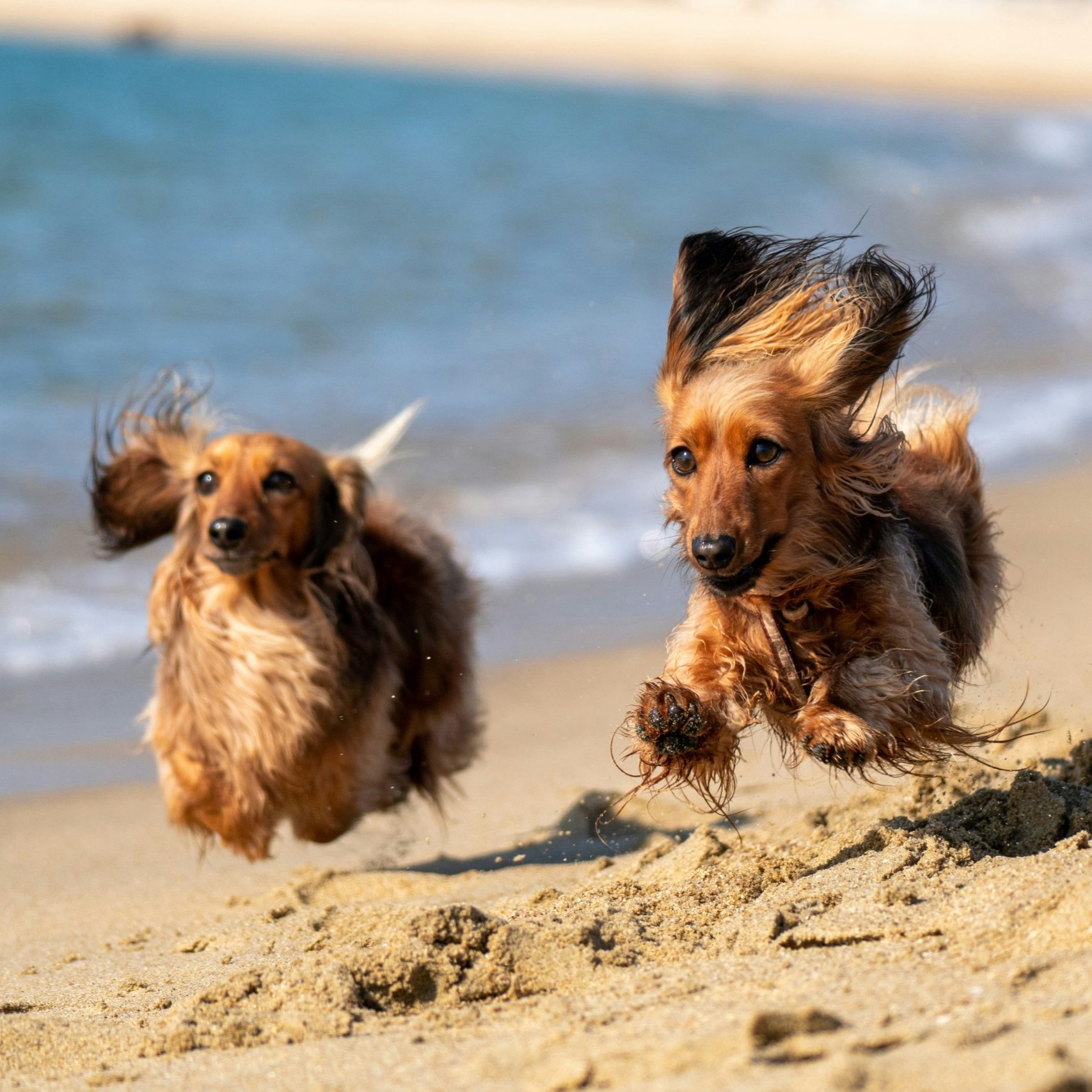 	Dog Friendly Beaches	