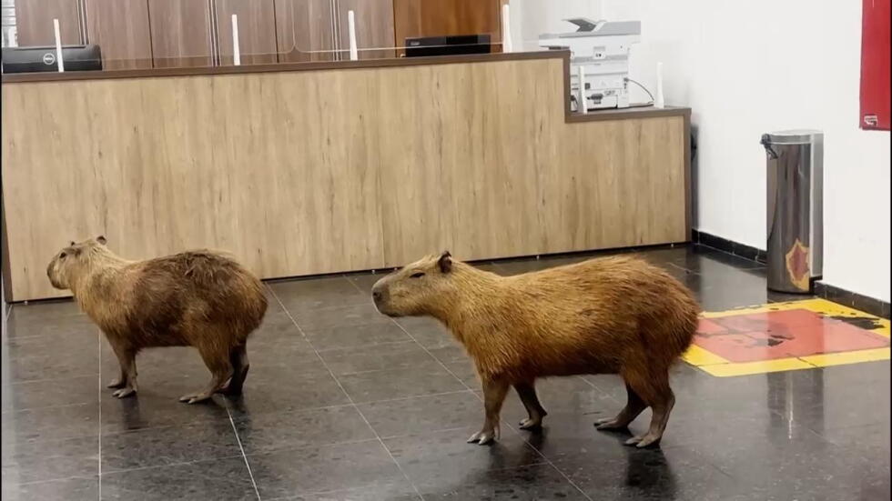 	Capybaras enter Brazil's Mato Grosso State Legislative Assembly during a voting session	